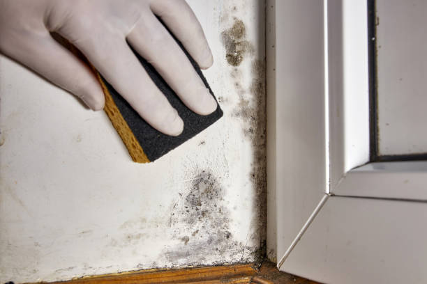Asbestos and Lead Testing During Mold Inspection in Lilburn, GA